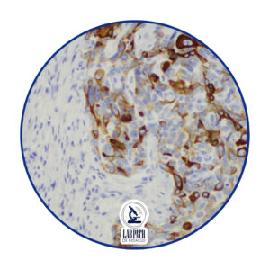 LABORATORIO PATOLOGÍA (1)