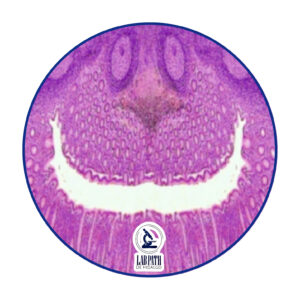 LABORATORIO PATOLOGÍA (12)