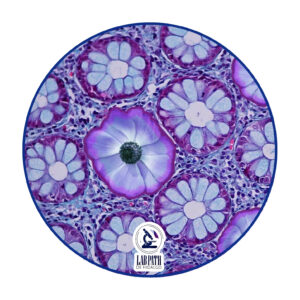 LABORATORIO PATOLOGÍA (9)